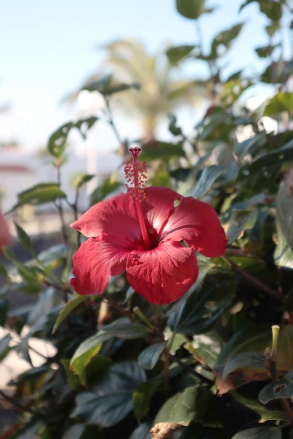 Sun Beach Holiday Caleta de Fuste Exterior foto